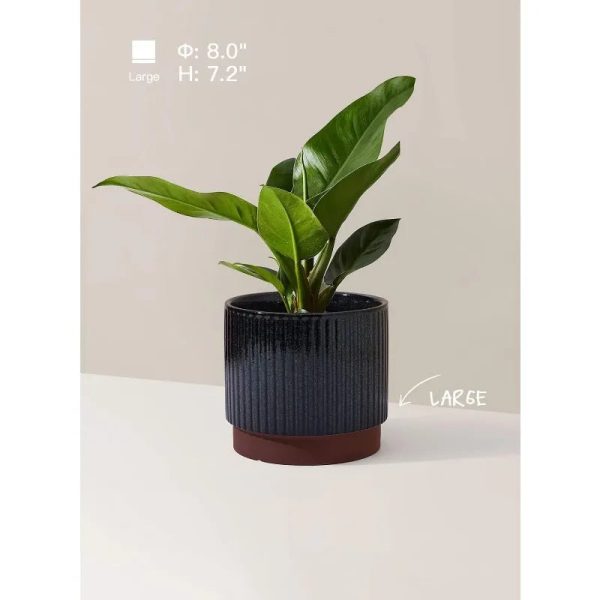 Ceramic Plant Pots with Drainage Holes, Set of 3, 8+6.7+5.5 Inch - Image 3