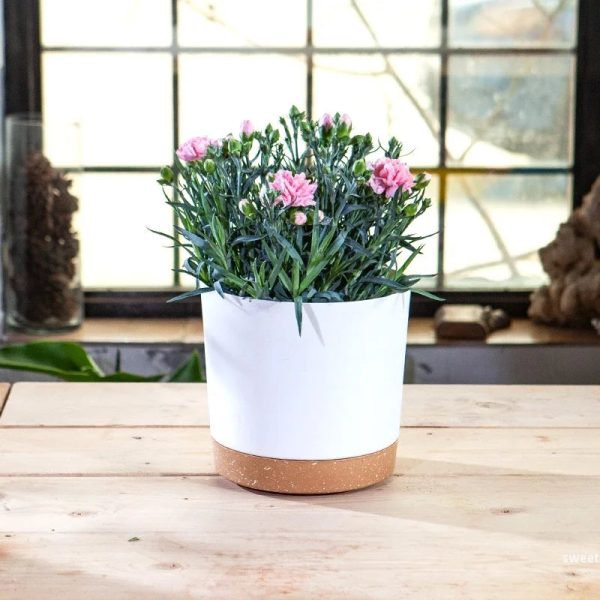 Flower Pot With Drainage Hole and Tray - Image 3